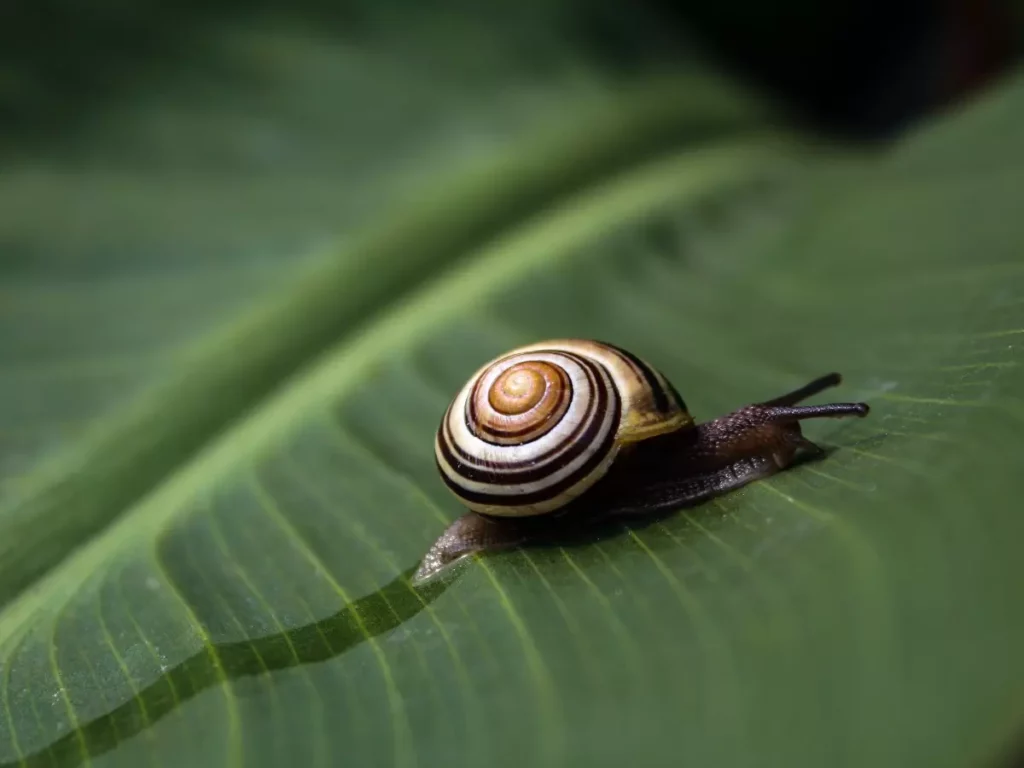 Snail-mucin